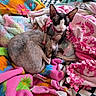 Toaster is registered to the contest to win money with this photo: sphynx_cat, cat, pet, animal, hairless_cat, blanket, colorful, pattern, floral_pattern, pink, blue, orange, green, snuggling, resting, indoor, cozy, cute, sleeping, feline