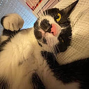 Hope a rejoint le concours — aidez-le/la à gagner de superbes lots ! animal, bed, black_and_white, blanket, cat, close_up, cushion, feline, fur, golden_eyes, home, indoor, lying_down, pet, pink_nose, playful, portrait, relaxed, upside_down, whiskers