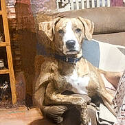 Luna is registered to the contest to win money with this photo: animal_pictures, brown_dog, collar, couch, decor, dog, domestic_animal, furniture, home, indoor, living_room, paw, pet, relaxed, seated, shadow, stairs, wall_art, white_chest, wood_floor