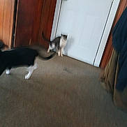 Sassy is registered to the contest to win money with this photo: animal, blur, carpet, cat, domestic, door, door_handle, feline, floor, house, indoor, motion_blur, pet, room, standing, tail, two_animals, walking, wall, wood_paneling