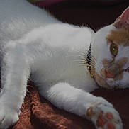 Lovey joined the competition — help win amazing prizes! cat, white_cat, orange_markings, pet, collar, paw, fur, relaxed, sleepy, indoor, blanket, brown_blanket, close_up, animal, mammal, whiskers, ears, face, resting, cute