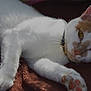 cat, white_cat, orange_markings, pet, collar, paw, fur, relaxed, sleepy, indoor, blanket, brown_blanket, close_up, animal, mammal, whiskers, ears, face, resting, cute