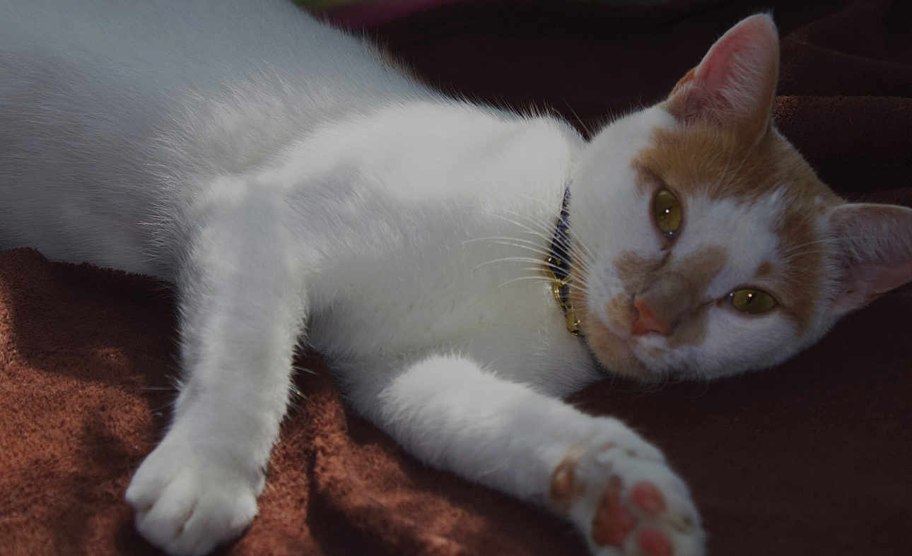 Lovey joined the competition — help win amazing prizes! cat, white_cat, orange_markings, pet, collar, paw, fur, relaxed, sleepy, indoor, blanket, brown_blanket, close_up, animal, mammal, whiskers, ears, face, resting, cute