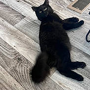 Samson is registered to the contest to win money with this photo: cat, black_cat, fluffy, pet, indoor, wooden_floor, flooring, relaxed, lying_down, feline, tail, ears, whiskers, curious, animal, domestic_animal, home, plush, cute, eyes