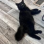 cat, black_cat, fluffy, pet, indoor, wooden_floor, flooring, relaxed, lying_down, feline, tail, ears, whiskers, curious, animal, domestic_animal, home, plush, cute, eyes