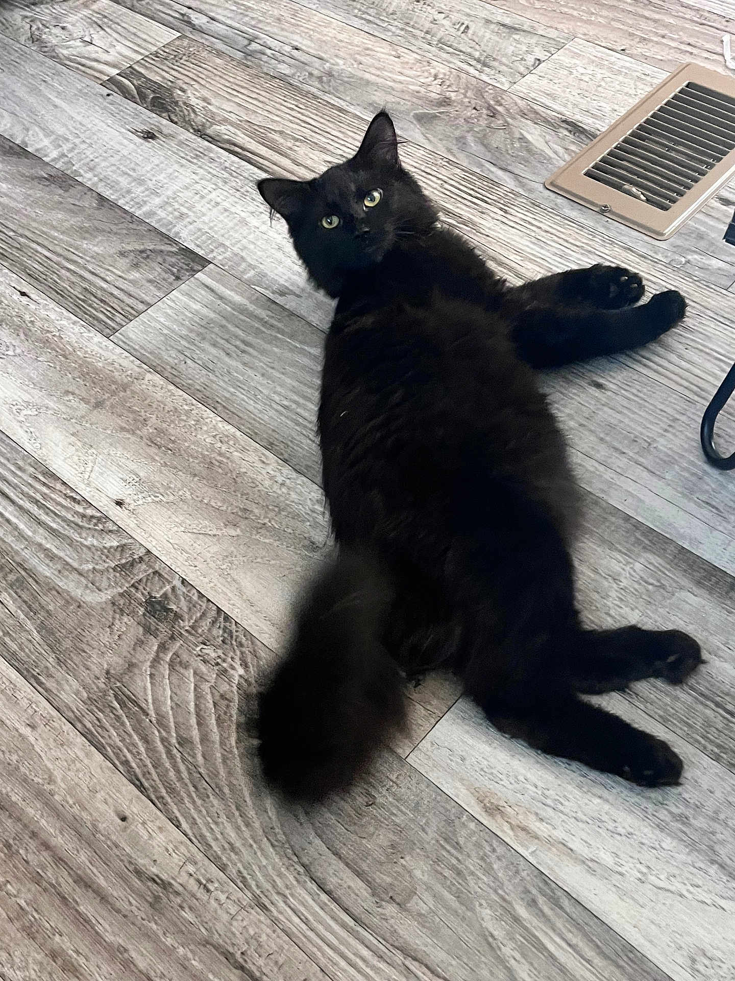 Samson is registered to the contest to win money with this photo: cat, black_cat, fluffy, pet, indoor, wooden_floor, flooring, relaxed, lying_down, feline, tail, ears, whiskers, curious, animal, domestic_animal, home, plush, cute, eyes