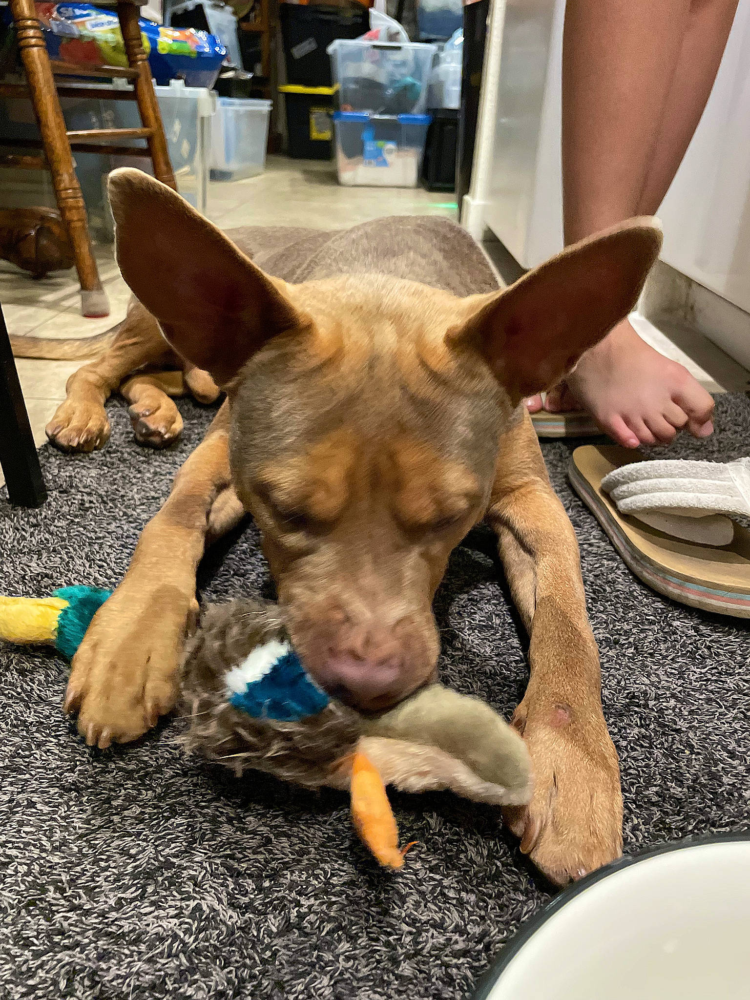 Axel-rose joined the competition — help win amazing prizes! canidae, carnivore, companion_dog, dishware, dog, dog_breed, ear, fawn, fur, kitchen_utensil, liver, plate, platter, serveware, snout, sporting_group, tableware, whiskers, working_animal, working_dog