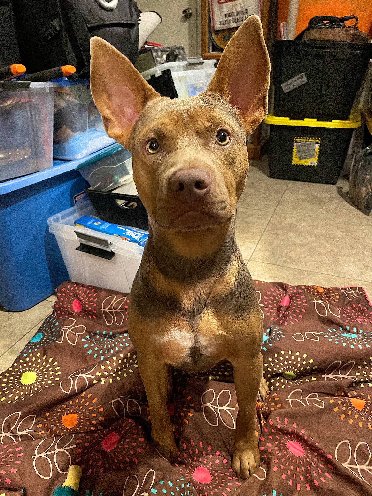 Axel-rose joined the competition — help win amazing prizes! canidae, carnivore, companion_dog, dog, dog_breed, dog_collar, fawn, flooring, fur, liver, metal, non_sporting_group, snout, sporting_group, terrestrial_animal, toy_dog, whiskers, working_animal