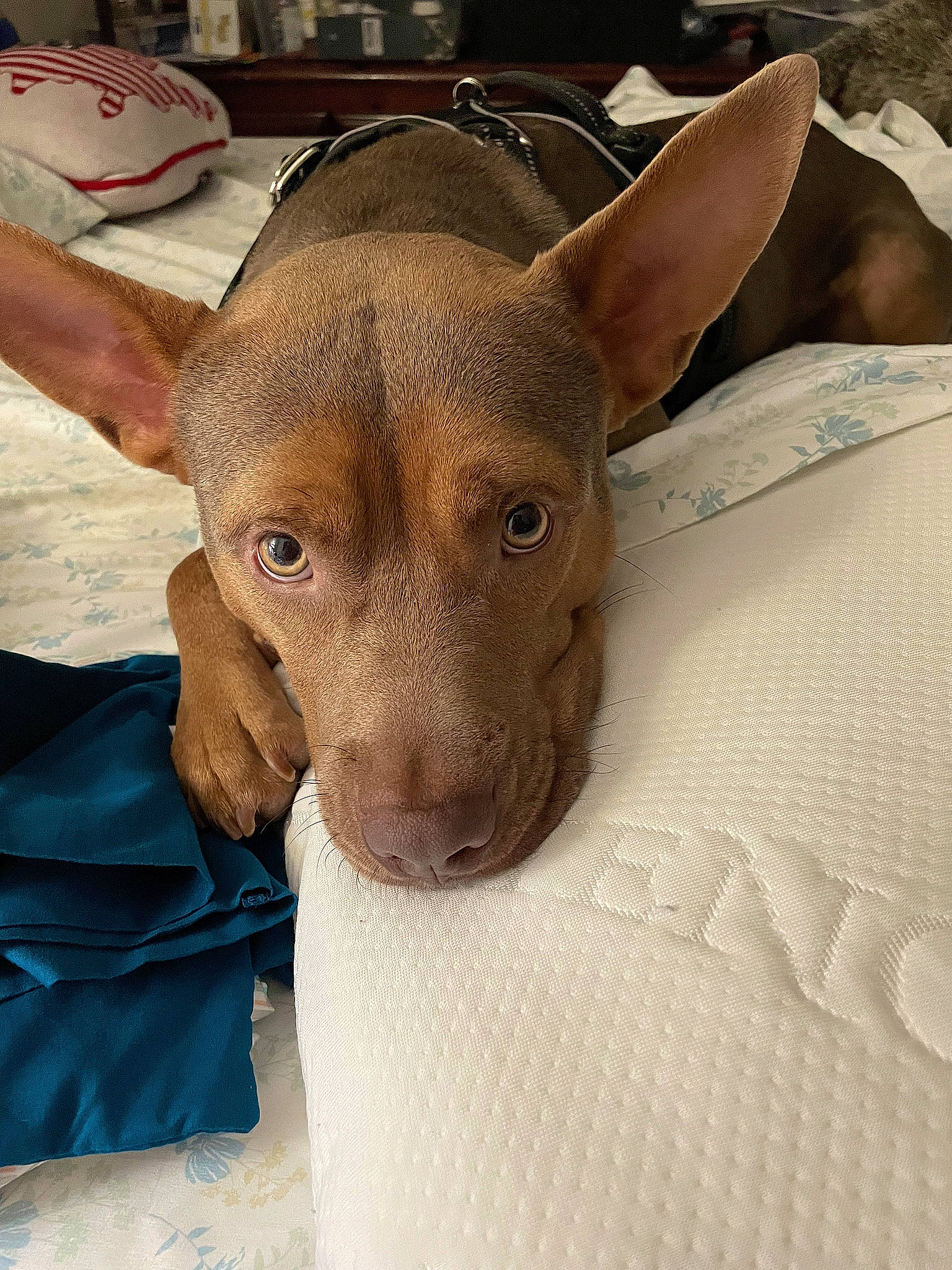 Axel-rose joined the competition — help win amazing prizes! canidae, carnivore, comfort, companion_dog, dog, dog_breed, ear, fawn, hunting_dog, liver, non_sporting_group, paw, scale, snout, sporting_group, toy_dog, whiskers, working_animal