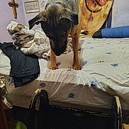 Lil Bear joined the competition — help win amazing prizes! bed, blanket, clothing, cozy, cross, curious, decor, dog, dog_tapestry, domestic, fabric, furniture, indoor, looking_down, pet, pillow, room, sleeping_area, textile, wall_art