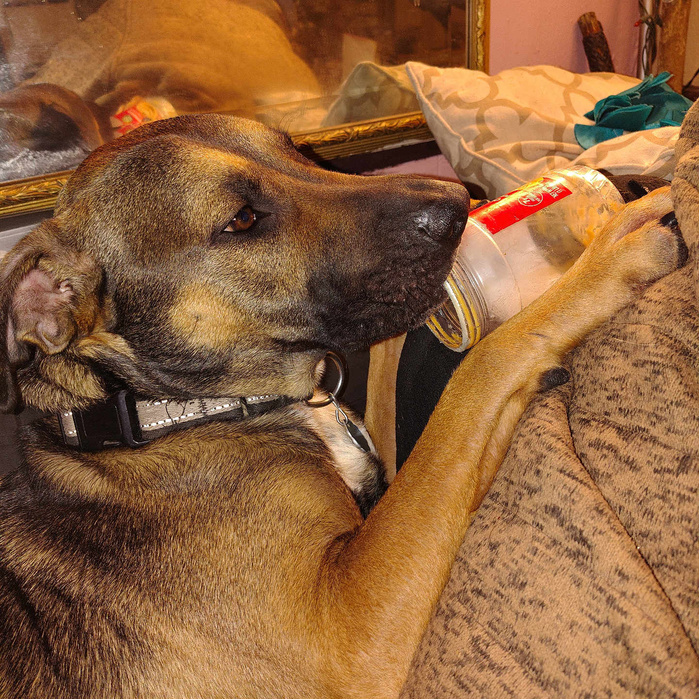 Lil Bear is registered to the contest to win money with this photo: animal, brown_fur, collar, comfort, couch, cozy, dog, fabric, furniture, human_reflection, indoor, jar, leisure, mirror, paw, pet, pillow, reflection, relaxing, wall