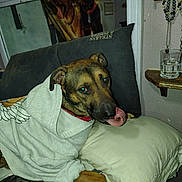 Lil Bear joined the competition — help win amazing prizes! dog, hoodie, couch, pillow, indoor, mirror, glass, beads, pet, tongue, animal, red_collar, fabric, relaxing, furniture, reflection, wall, sitting, looking, comfort