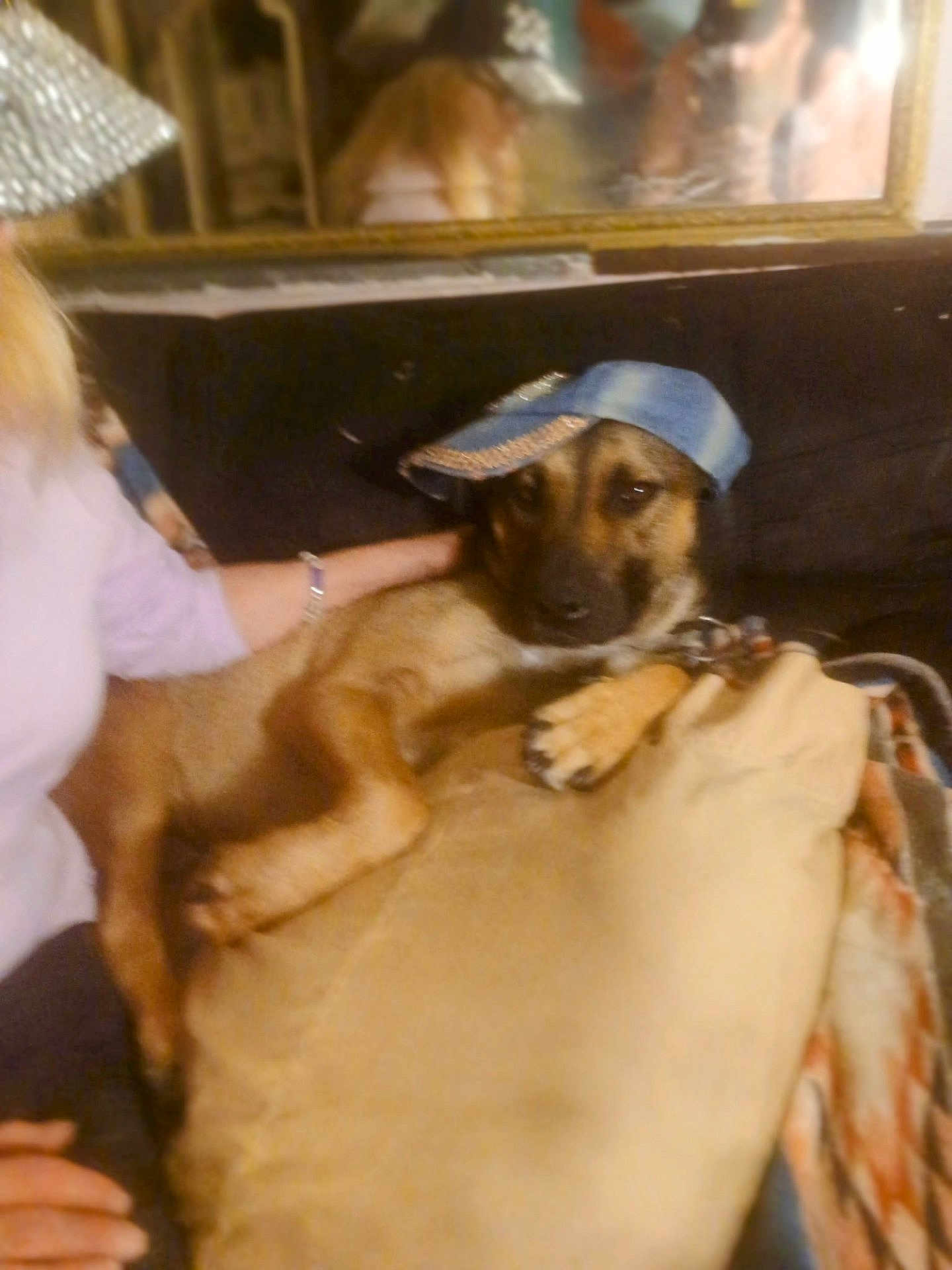 Lil Bear joined the competition — help win amazing prizes! dog, denim_cap, couch, pillow, person, arm, mirror, reflection, indoor, relaxed, brown_dog, pet, casual, blurry, furniture, home, animal, companion, resting, hat