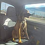 backseat, canine, car, collar, daylight, dog, domestic_animal, happy, interior, leash, pet, resting, roadside, seatbelt, shadow, sitting, sunlight, tongue_out, vehicle, window