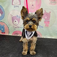 Tutti joined the competition — help win amazing prizes! adorable, animal_drawings, bandana, black_surface, cartoon_wallpaper, cute, decor, dog, ears, fluffy, fur, indoor, looking_at_camera, pet, playful, portrait, puppy, small_dog, standing, tuxedo