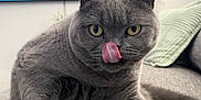 Coco joined the competition — help win amazing prizes! cat, grey_cat, pet, tongue_out, furry, indoor, couch, home, cozy, animal, mammal, whiskers, ears, yellow_eyes, feline, cute, relaxed, sitting, soft_texture, living_room
