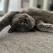 Coco is registered to the contest to win money with this photo: cat, gray_cat, feline, pet, animal, lying_down, upside_down, relaxed, sleepy, close_up, fur, whiskers, indoor, cozy, texture, soft, cute, eyes, paws, resting
