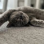 cat, gray_cat, feline, pet, animal, lying_down, upside_down, relaxed, sleepy, close_up, fur, whiskers, indoor, cozy, texture, soft, cute, eyes, paws, resting