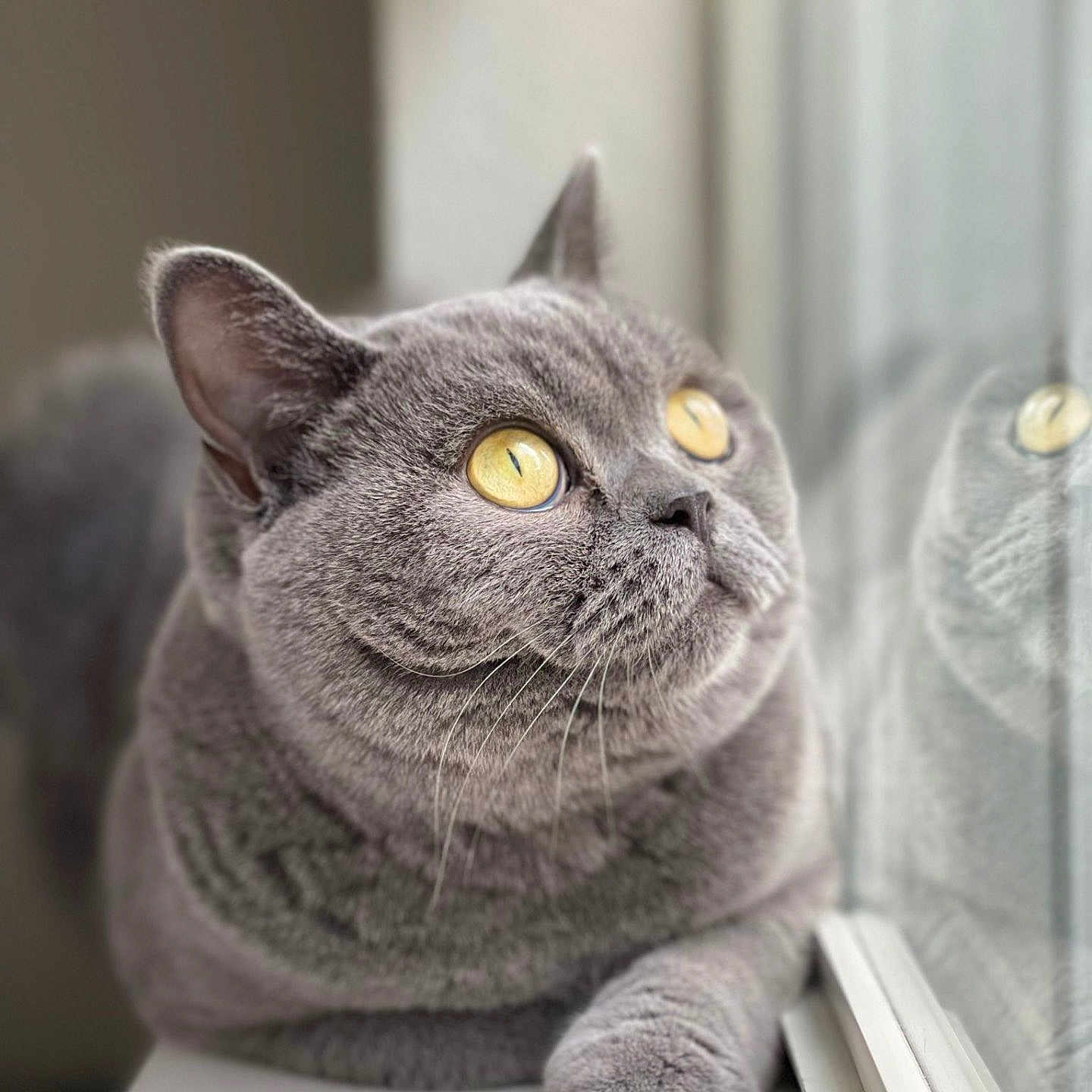 Coco is registered to the contest to win money with this photo: animal, cat, closeup, contemplative, cozy, curious, domestic, feline, fur, gray_cat, indoor, paw, pet, portrait, reflection, relaxed, soft, whiskers, window, yellow_eyes