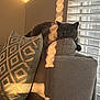 Coco joined the competition — help win amazing prizes! cat, gray_cat, couch, pillow, geometric_pattern, window_blinds, sunlight, shadow, indoor, relaxing, furniture, pet, cozy, home, animal, resting, soft_light, living_room, texture, comfort