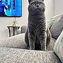 Coco joined the competition — help win amazing prizes! cat, gray_cat, sofa, couch, living_room, television, plant, vase, indoor, pet, feline, curious, seated, modern, furniture, home, cozy, portrait, wide_eyes, gray_fur