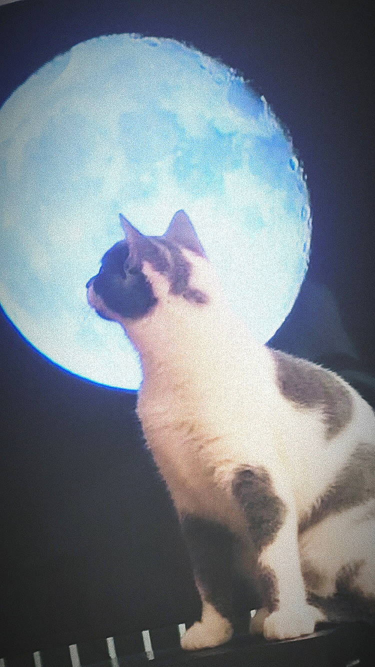 Rolly participe au concours pour gagner de l'argent avec cette photo : art, balinese, carnivore, cat, darkness, electric_blue, felidae, fur, mammal, meteorological_phenomenon, paw, siamese, sky, small_to_medium_sized_cats, snout, tail, terrestrial_animal, tints_and_shades, whiskers, window