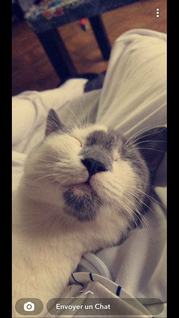 Rolly a rejoint le concours — aidez-le/la à gagner de superbes lots ! carnivore, cat, close_up, cloud, comfort, companion_dog, ear, eye, face, felidae, hair, happy, head, human_body, leg, sky, small_to_medium_sized_cats, smile, snout, whiskers