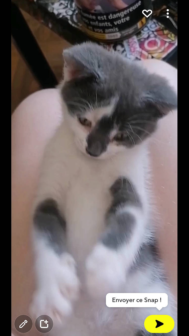 Rolly participe au concours pour gagner de l'argent avec cette photo : carnivore, cat, cat_supply, claw, domestic_short_haired_cat, felidae, fur, paw, photo_caption, small_to_medium_sized_cats, snout, tail, terrestrial_animal, whiskers