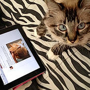 Chloe joined the competition — help win amazing prizes! cat, tablet, zebra_stripe, blanket, blue_eyes, fluffy, striped_fur, pet, technology, indoor, curious, close_up, screen, animal, domestic, cute, resting, bed, whiskers, paw