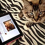 cat, tablet, zebra_stripe, blanket, blue_eyes, fluffy, striped_fur, pet, technology, indoor, curious, close_up, screen, animal, domestic, cute, resting, bed, whiskers, paw