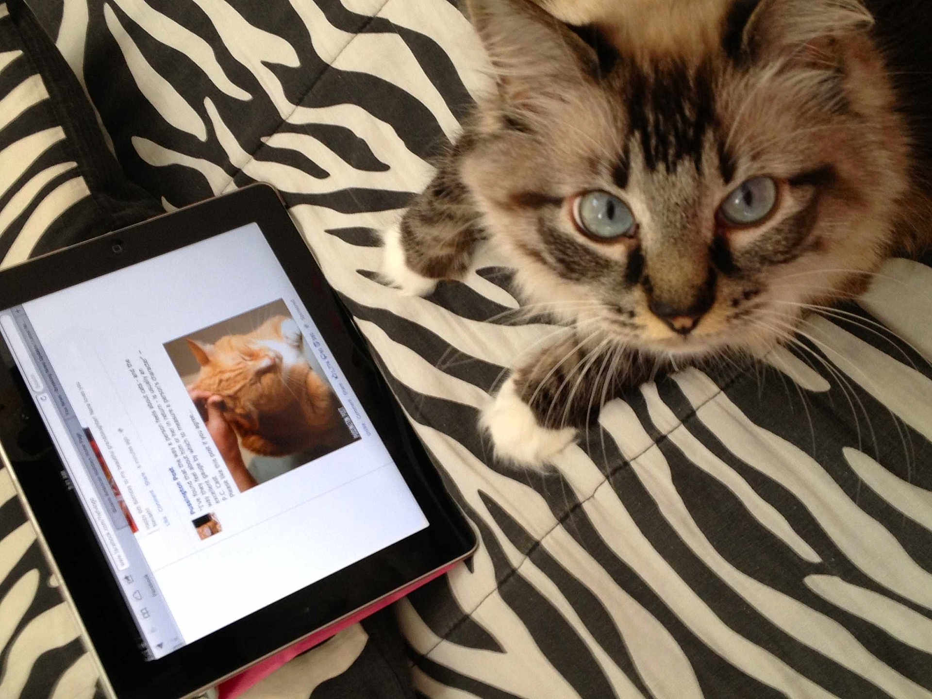 Chloe joined the competition — help win amazing prizes! cat, tablet, zebra_stripe, blanket, blue_eyes, fluffy, striped_fur, pet, technology, indoor, curious, close_up, screen, animal, domestic, cute, resting, bed, whiskers, paw