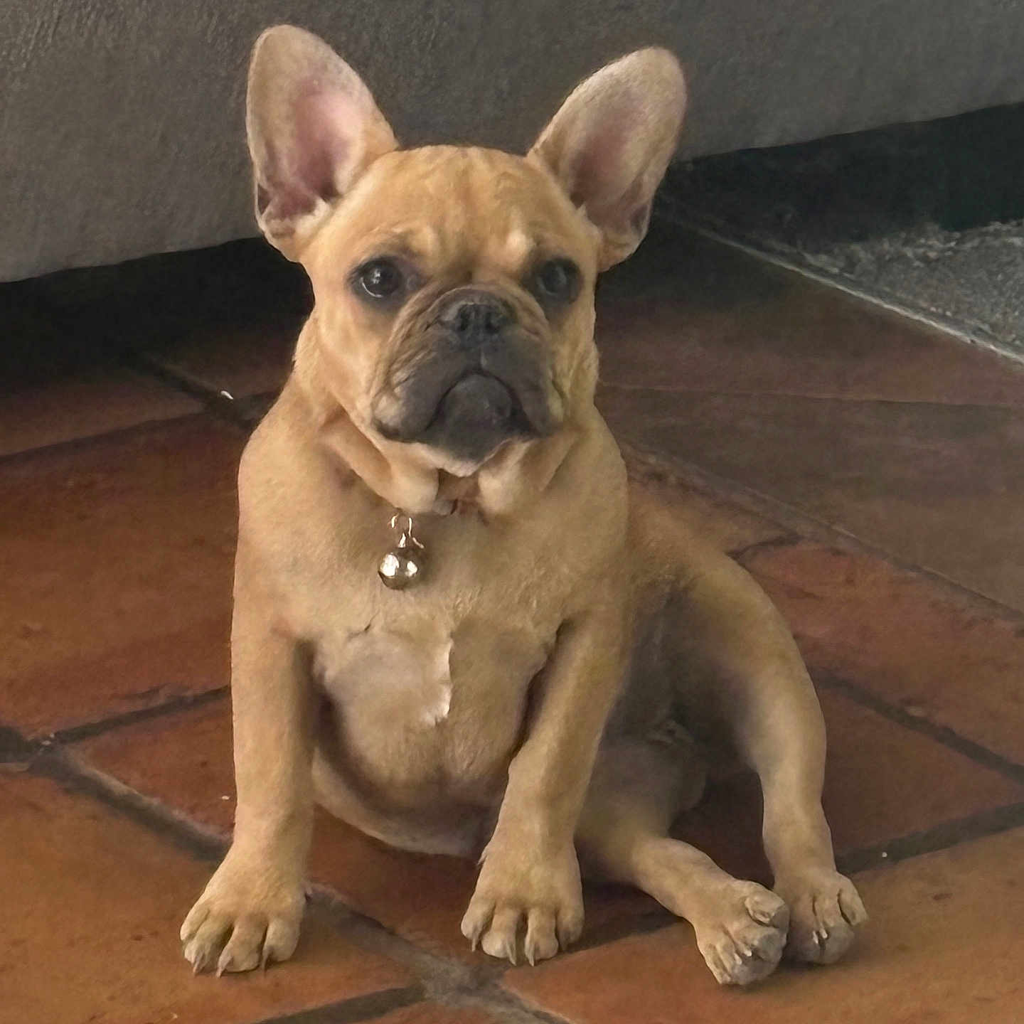 Pipi joined the competition — help win amazing prizes! adorable, animal, bell, brown, collar, companion, cute, dog, domestic, ears, floor, french_bulldog, fur, indoor, pet, puppy, sitting, small, tile, young