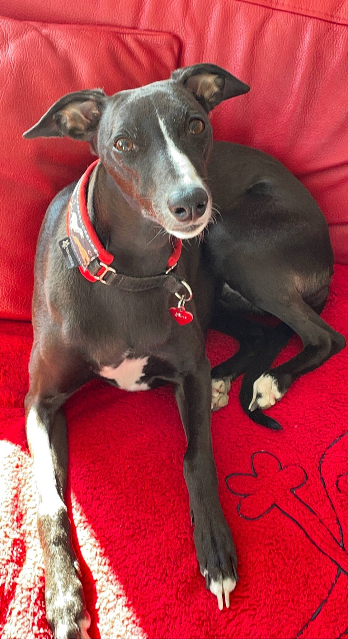Orka a rejoint le concours — aidez-le/la à gagner de superbes lots ! carnivore, carpet, collar, companion_dog, dog, dog_breed, dog_collar, dog_supply, flooring, guard_dog, hunting_dog, liver, non_sporting_group, rampur_greyhound, sighthound, sporting_group, whiskers, working_animal