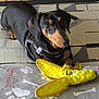 Poptart is registered to the contest to win money with this photo: dog, dachshund, toy, banana_toy, black_tan, pet, indoor, rug, harness, animal, cute, lying_down, playful, floor, domestic, canine, small_dog, household, companion, fur