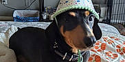 Poptart joined the competition — help win amazing prizes! dog, dachshund, party_hat, bed, blanket, pumpkin_pattern, indoor, pet, curious, black_and_tan, fur, collar, furniture, celebration, pom_pom, animal, cute, small_dog, resting, domestic