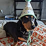 dog, dachshund, party_hat, bed, blanket, pumpkin_pattern, indoor, pet, curious, black_and_tan, fur, collar, furniture, celebration, pom_pom, animal, cute, small_dog, resting, domestic