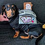 Poptart joined the competition — help win amazing prizes! dog, dachshund, pet, costume, backpack, black_coat, brown_coat, hand, couch, plush_toy, indoor, animal, cute, small_dog, sitting, looking, facing_camera, fabric, paw, tail