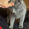cat, grey_cat, pet, domestic_cat, collar, bell, hand, human_hand, petting, couch, indoor, feline, fur, close_up, comfort, affection, animal, relaxation, cozy, companion