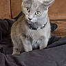 Starla joined the competition — help win amazing prizes! cat, gray_cat, yellow_eyes, collar, indoor, couch, furniture, curious, pet, animal, domestic, sitting, fabric, metal_chair, home, cozy, portrait, cute, feline, looking