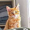 Milo a rejoint le concours — aidez-le/la à gagner de superbes lots ! bedding, bedroom, blanket, cat, cute, fluffy, ginger_cat, green_eyes, indoor, kitten, orange_fur, paw_prints, pet, pink_nose, portrait, shelves, sitting, sunlight, whiskers, window