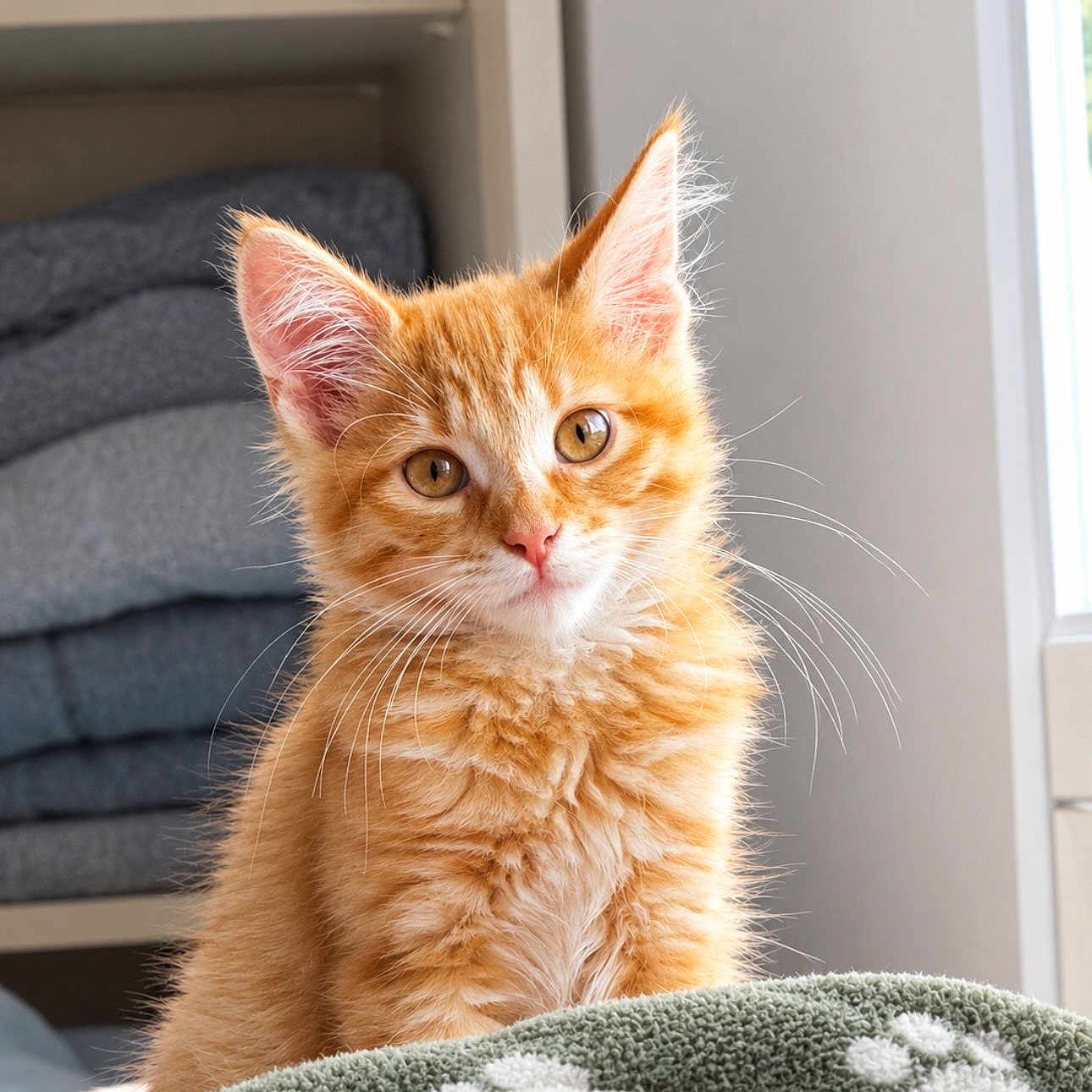 Milo a rejoint le concours — aidez-le/la à gagner de superbes lots ! bedding, bedroom, blanket, cat, cute, fluffy, ginger_cat, green_eyes, indoor, kitten, orange_fur, paw_prints, pet, pink_nose, portrait, shelves, sitting, sunlight, whiskers, window