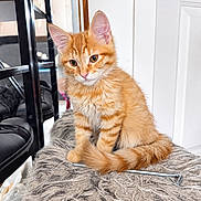 Milo participe au concours pour gagner de l'argent avec cette photo : cat, kitten, orange_cat, ginger_cat, tabby, feline, pet, animal, sitting, looking_at_camera, whiskers, ears, tail, fluffy, fur, indoor, blanket, home, portrait, metal_tool