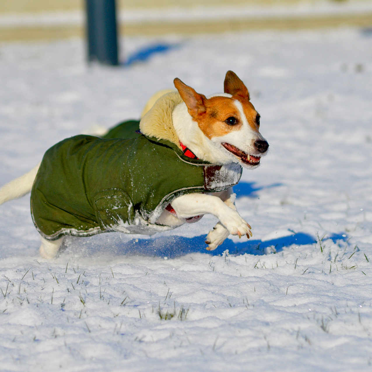 Jackette participe au concours pour gagner de l'argent avec cette photo : active, animal, canine, cold_weather, daylight, dog, energetic, fur, grass_peeking, happy, joyful, motion, nature, outdoor, park, pet, playful, running, snow, winter_coat