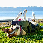 Jackette a rejoint le concours — aidez-le/la à gagner de superbes lots ! dog, grass, waterfront, sea, green_jacket, playful, rolling, outdoor, sunny, canine, nature, pet, happy, summer, animal, relaxing, blue_sky, rocks, daytime, fur