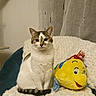 Myrtille participe au concours pour gagner de l'argent avec cette photo : cat, plush_toy, yellow_fish, red_crab, blanket, chair, indoor, pet, feline, cozy, curtains, white, brown, striped, sitting, cute, soft_texture, home, relaxed, furniture