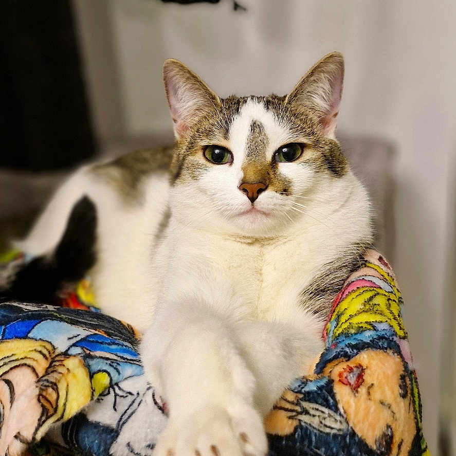 Myrtille
