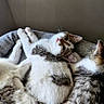 Myrtille a rejoint le concours — aidez-le/la à gagner de superbes lots ! cat, kitten, three_kittens, pet_bed, cozy, indoor, window_light, resting, snuggling, fur, whiskers, curious, sleeping, cute, animal, domestic_cat, feline, companions, home, relaxed