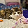 Cassis a rejoint le concours — aidez-le/la à gagner de superbes lots ! animal, bed, blanket, cat, cozy, curious, cute, domestic, feline, fur, indoor, orange, pet, playful, purple, resting, soft, tabby, toy, whiskers