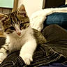 Cassis a rejoint le concours — aidez-le/la à gagner de superbes lots ! animal, blanket, casual, cat, clothing, couch, cozy, curious, cute, feline, furniture, indoor, kitten, lap, living_room, person, pet, relaxed, wooden_floor, young