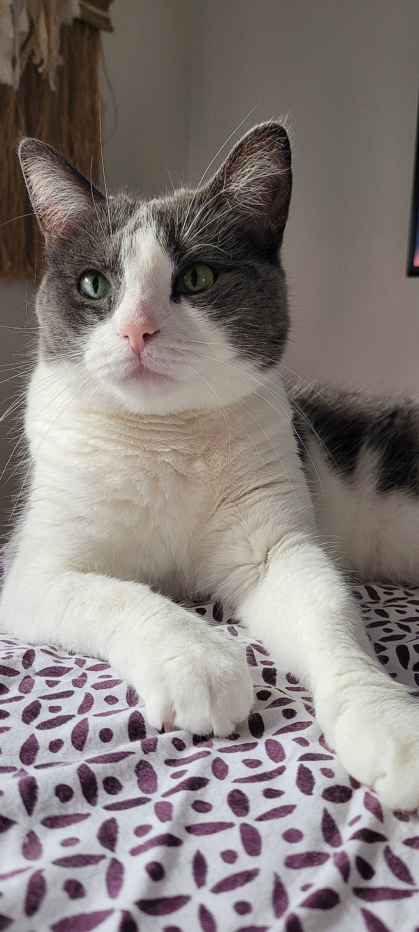 Lila